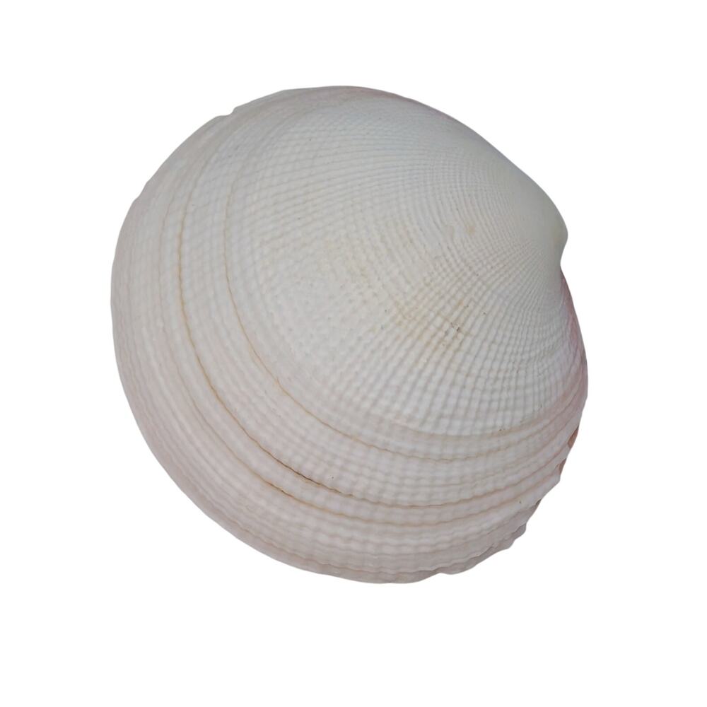 Four Sea Shells - Picture 4 of 7